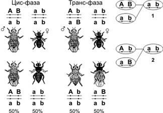Что такое группа сцепления генов.